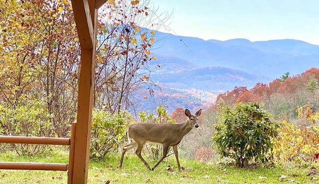 5 BR Private Estate on 12 acres! Stunning Views! 17 min. to downtown! in Fairview