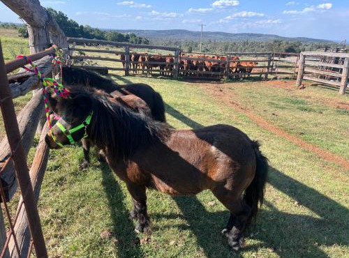 Country charm on acreage in Kingaroy