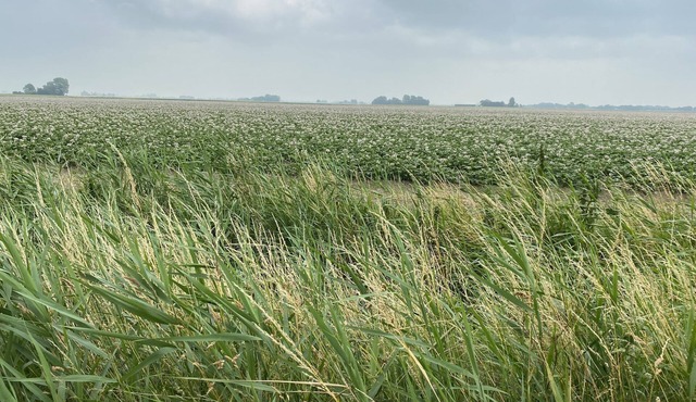 Gemütliches Woonboot in Einer Herrlichen Landschaft in der Region Groningen in Lauwerzijl